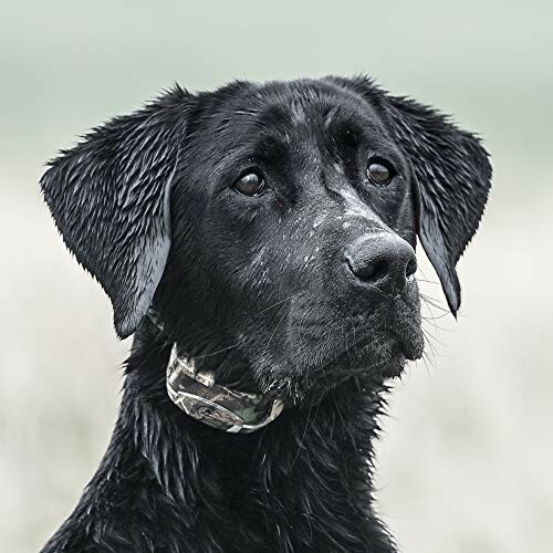 SportDOG WetlandHunter 425X Collar