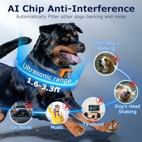 Rottweiler wearing anti-interference collar with ultrasonic range, filtering noises like cars, music, TV, and other dogs.