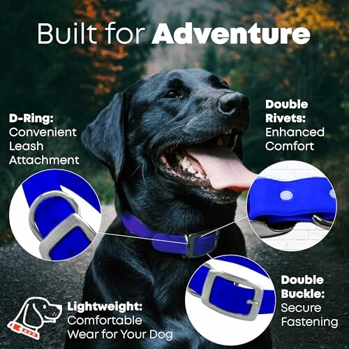 Black dog wearing a blue collar with features highlighted.