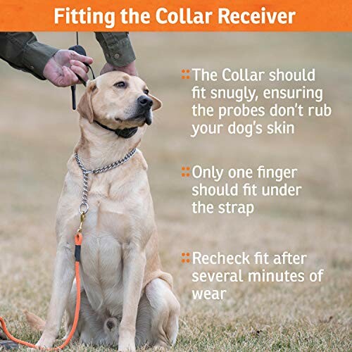Person fitting a collar receiver on a sitting dog with fitting instructions.