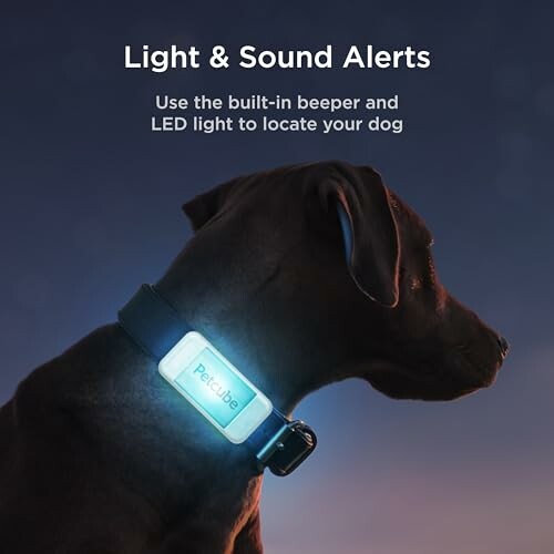Dog wearing a collar with light and sound alerts at dusk.