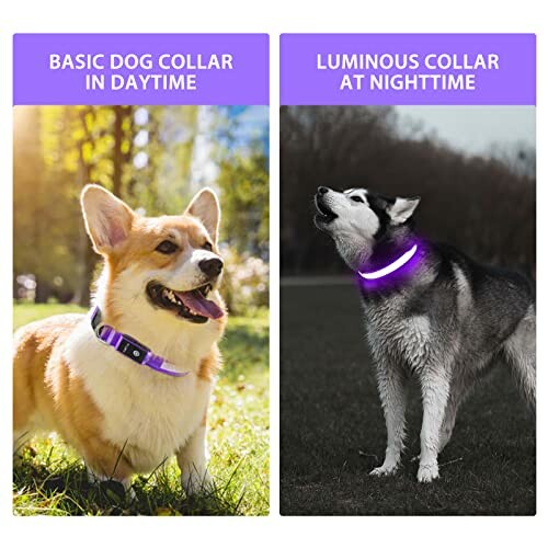 PcEoTllar LED Dog Collar