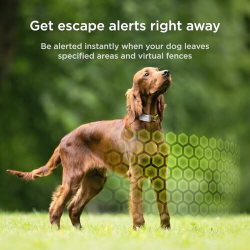 Dog with virtual fence and escape alerts.