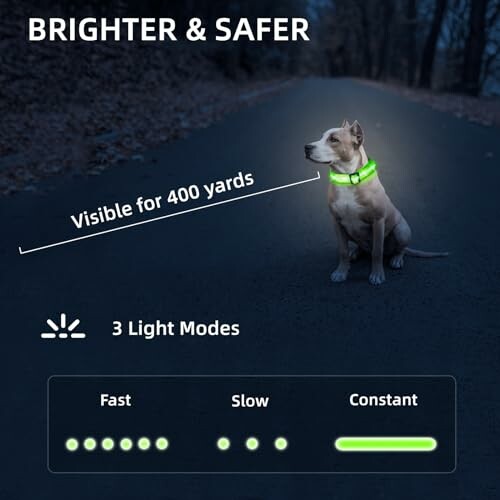 Dog wearing a glowing collar at night with visibility and light mode features.