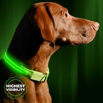 Dog wearing a glowing green collar