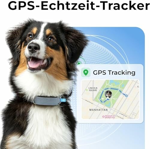 Dog wearing GPS tracker with map showing location