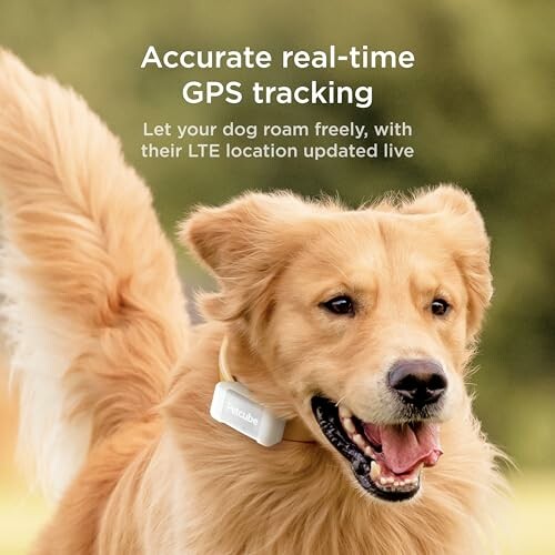 Petcube GPS Tracker