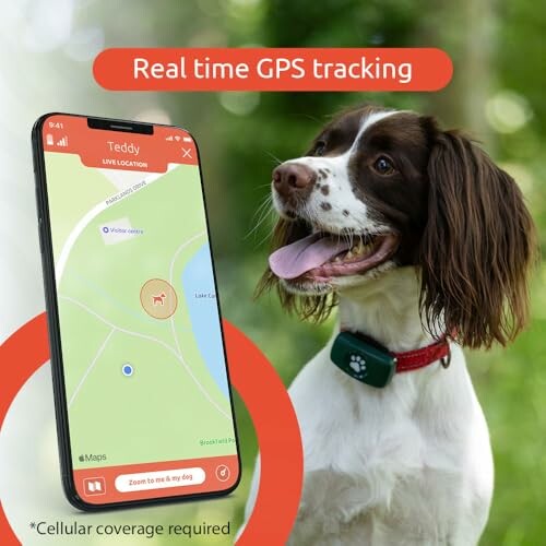 Dog with GPS tracking device and smartphone app displaying location.