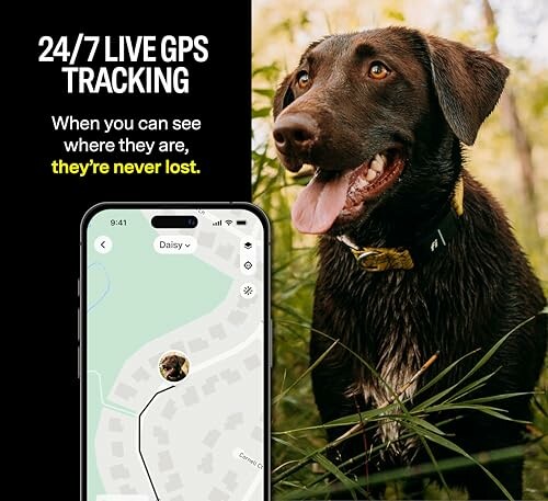 Dog with GPS tracking app on smartphone screen.