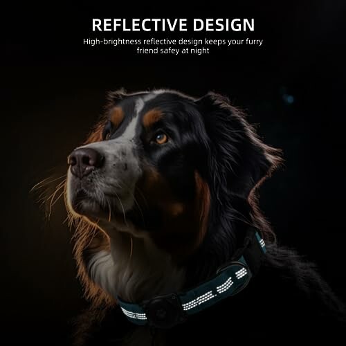 Dog wearing reflective collar at night.