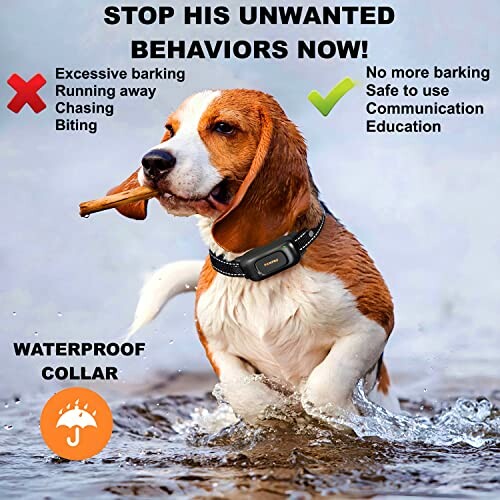 Dog wearing waterproof collar running in water holding stick.