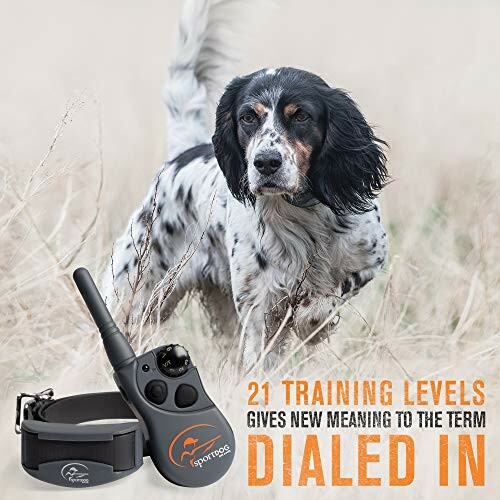 Dog with training collar and remote control featuring 21 training levels.