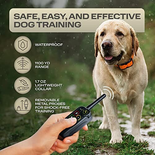 Dog with training collar and hand holding a remote.