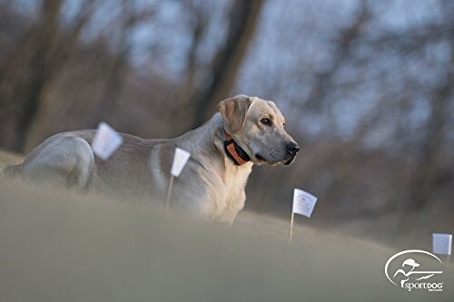 SportDOG Contain + Train Collar