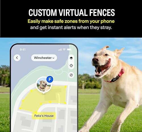 Dog outside with phone showing custom virtual fence app.