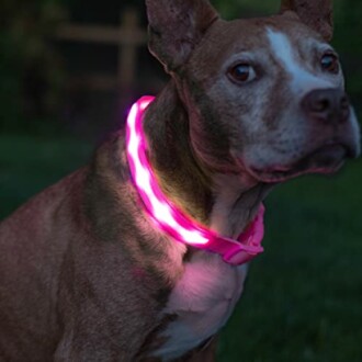 Blazin Light Up Dog Collar