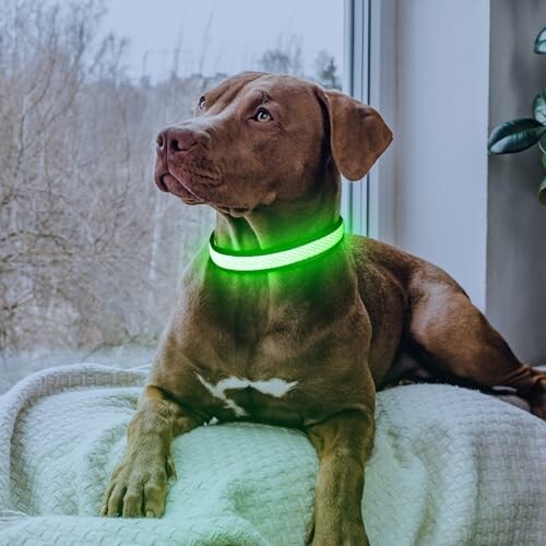 Flashseen LED Dog Collar