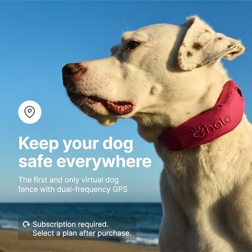 Dog wearing a GPS collar on a beach promoting virtual dog fence.