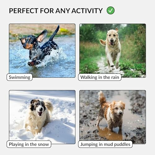 Four images of dogs: swimming, walking in rain, playing in snow, and jumping in mud puddles.