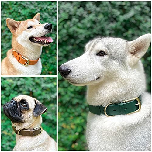 Three dogs wearing different colored collars in a collage.