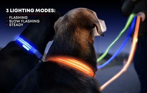 Two dogs wearing LED collars with three lighting modes displayed.