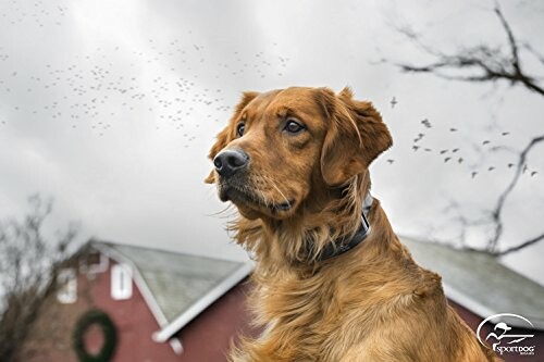 Golden Retriever with a collar outdoors, barn and birds in background.