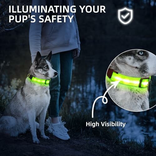 PetIsay Light Up Dog Collar