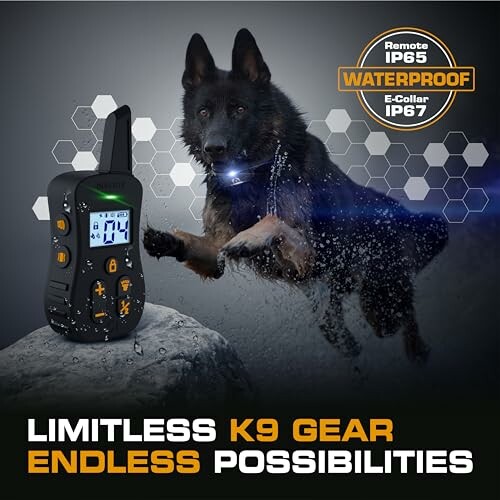 Dog with waterproof remote control e-collar.