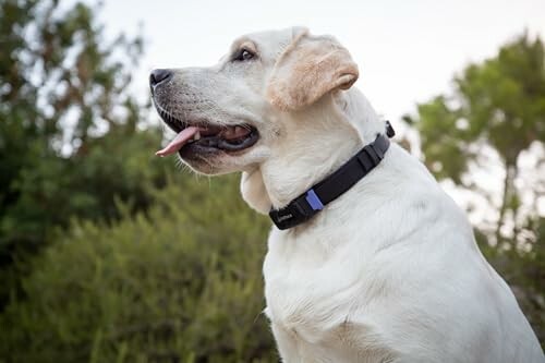 Labrador retriever with tongue out wearing a collar.